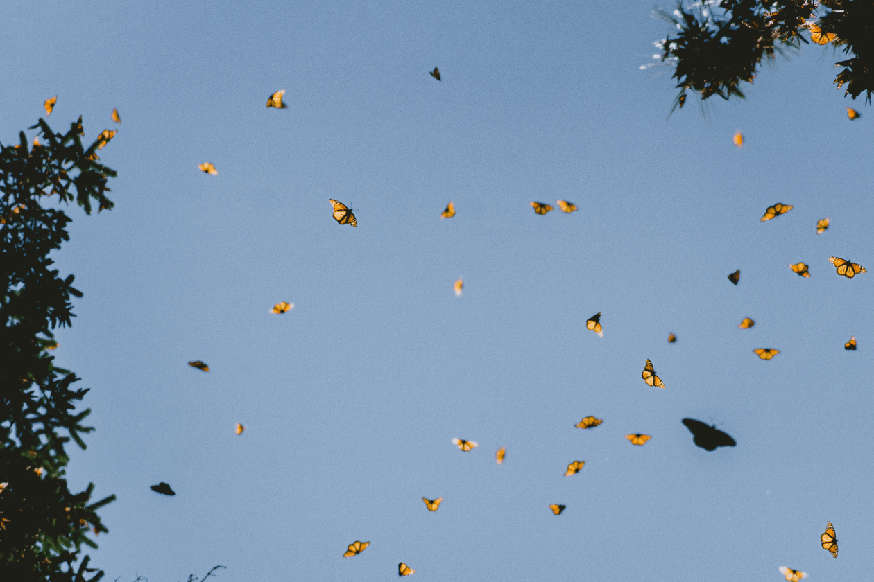 Orange and black monarch butterflies flutter against a clear blue sky framed by tree branches.